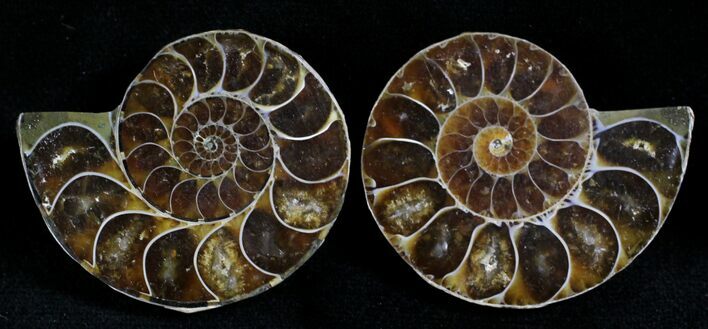 Small Desmoceras Ammonite Pair - #27906